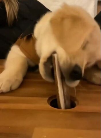Il cucciolo di cane gioca ad “acchiappa la talpa”, ma in una versione pensata appositamente per lui (VIDEO)