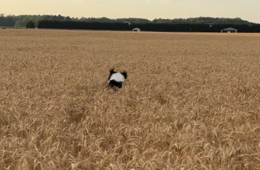 cane salta nel grano
