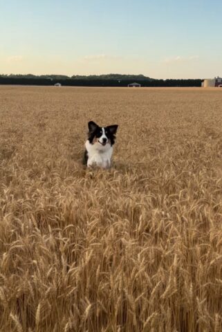 Il cucciolone di cane si diverte saltando in un campo di grano più alto di lui (VIDEO)