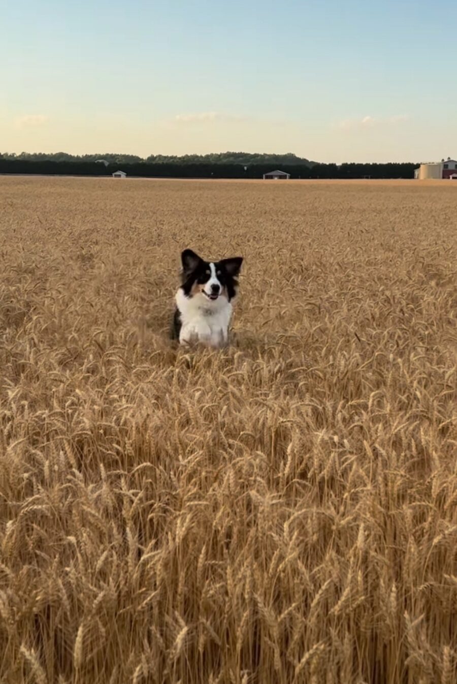 cane salta nel grano