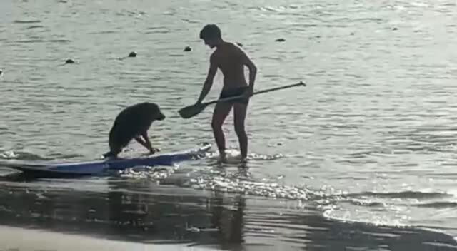 Cane in pericolo viene salvato in modo eroico da un surfista (VIDEO)