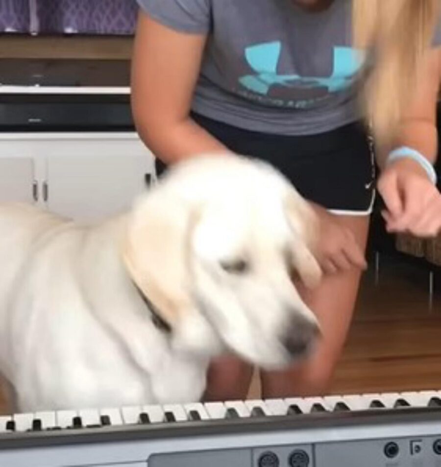 cane che suona