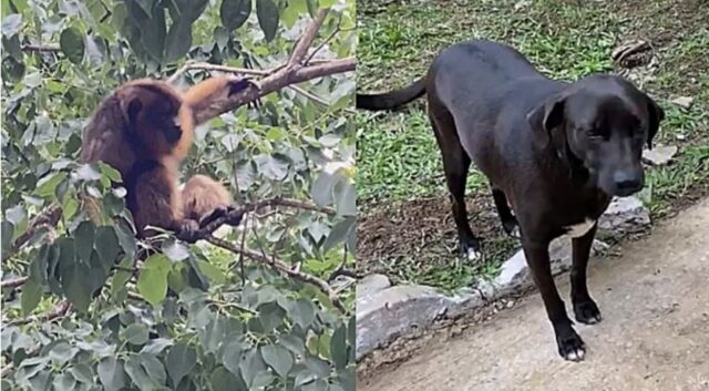 Cane nero fa amicizia con una scimmia urlatrice (VIDEO)