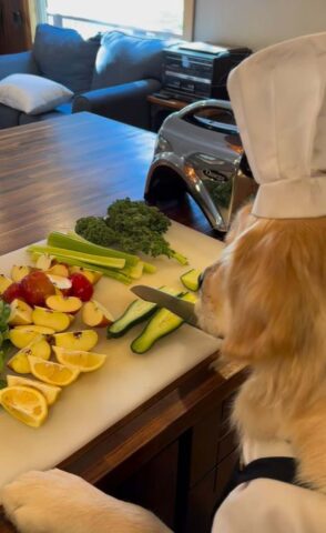 Il cane ama viziare i suoi padroni e prepara delle deliziose centrifughe di frutta e verdura (VIDEO)