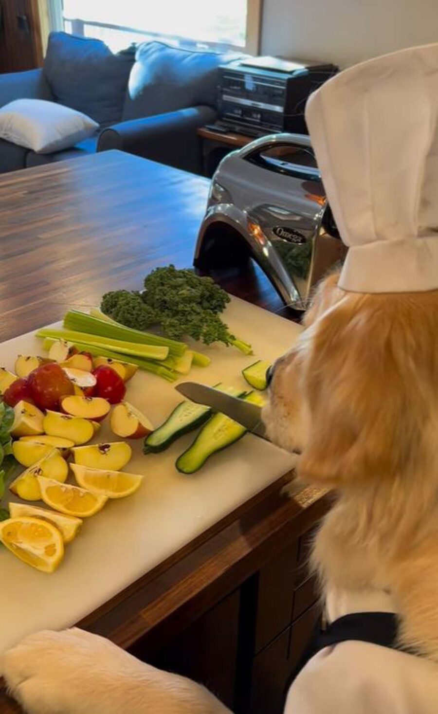 cane taglia frutta per centrifughe