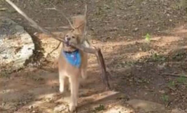 Il cane torna dal bosco con un ramo più grande di lui e cerca di portarlo in casa (VIDEO)