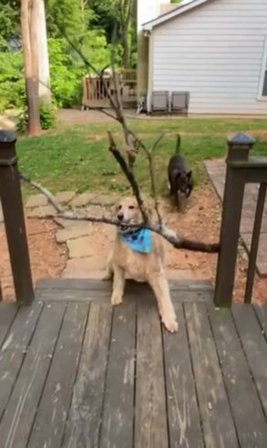 cane porta ramo dal bosco
