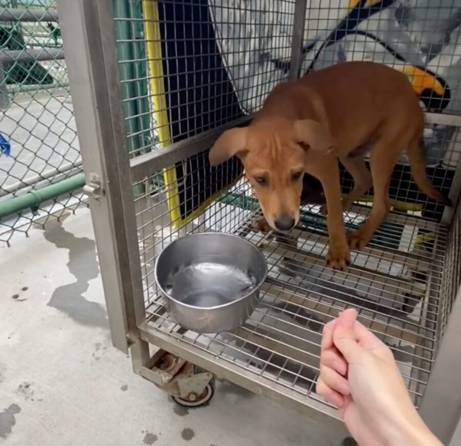 cane randagio spaventato e depresso