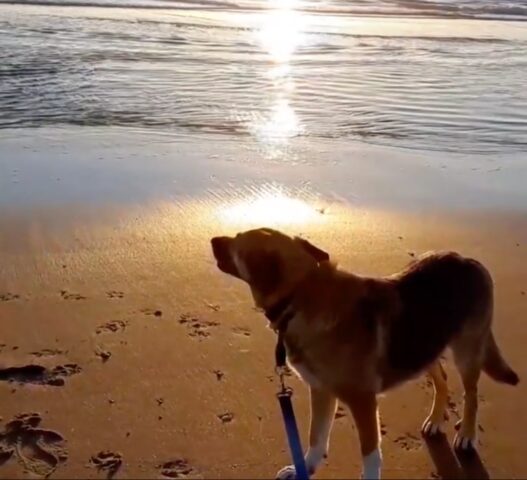 Ziggy, il cane randagio salvato dalla strada oggi guarda il mare innamorato (VIDEO)