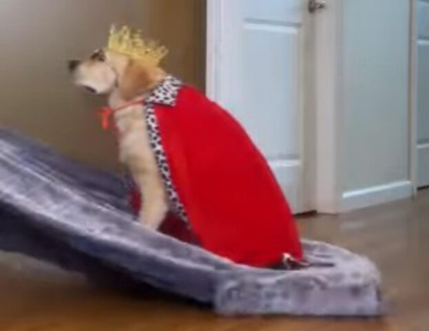 Il cane è il re della casa e viene trattato come tale dai suoi padroni (VIDEO)