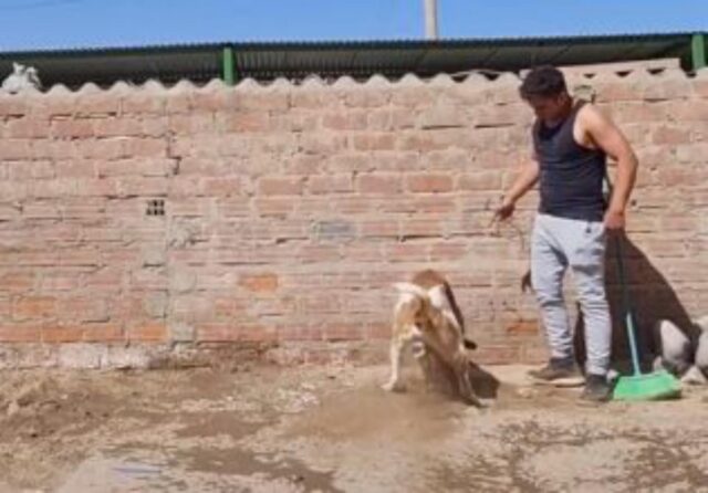 Cane scavatore decide di aiutare il suo padrone in difficoltà (VIDEO)