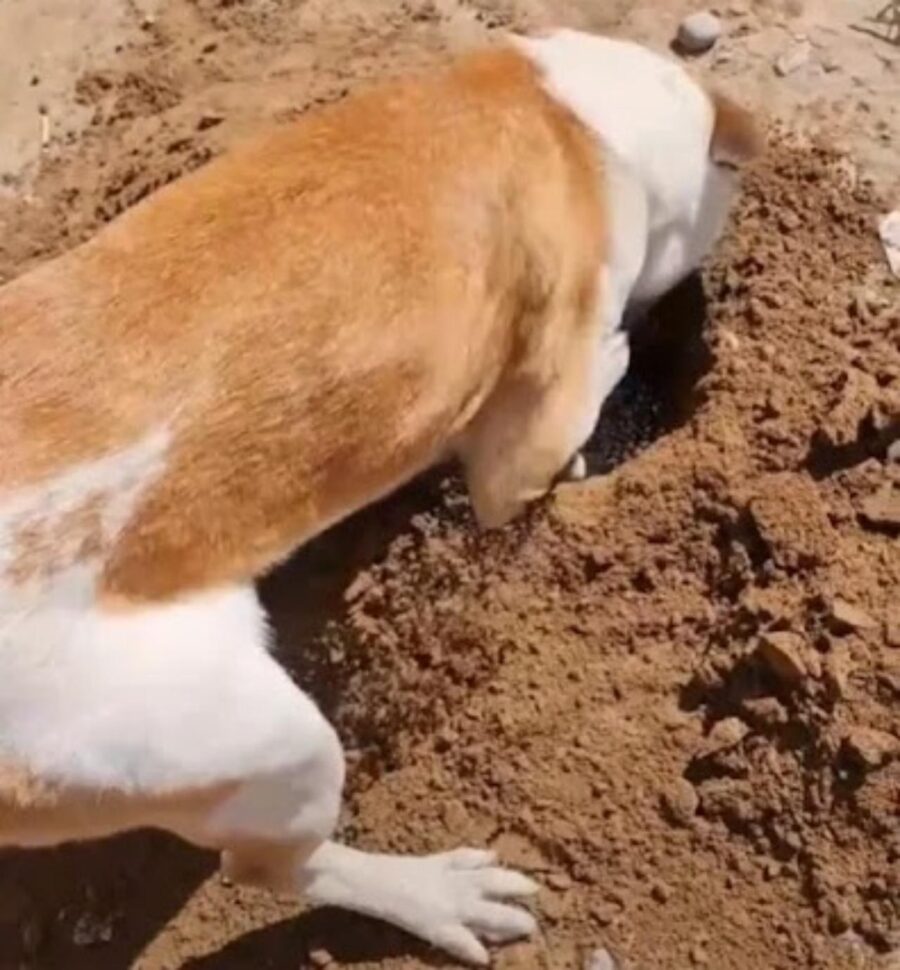 cane scavatore