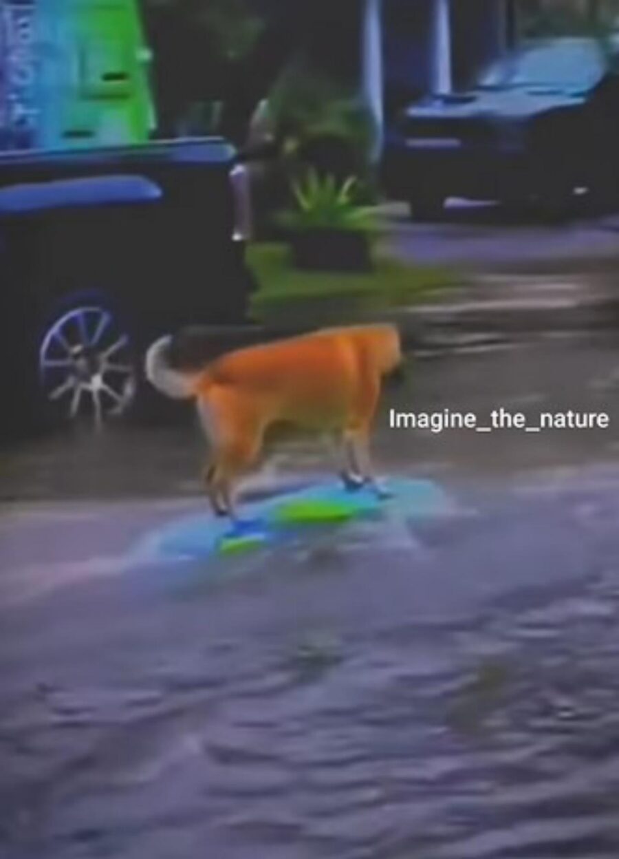 cane surfista