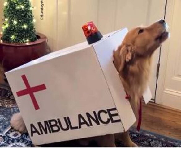 Il cagnolone si traveste da ambulanza, ma c’è un dettaglio che rende il costume veramente realistico (VIDEO)