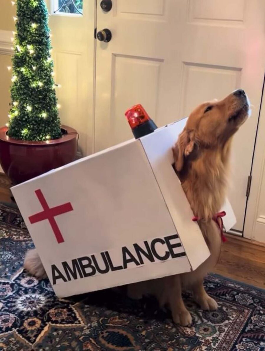 cane è un'ambulanza per carnevale