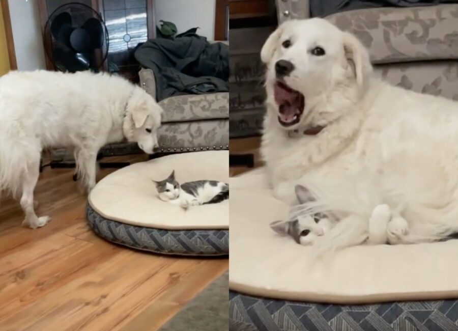 cane si vendica del gatto che ha rubato la cuccia