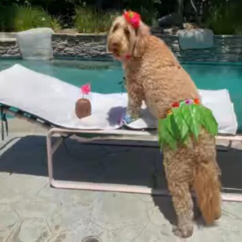 Il cagnolino in tenuta hawaiana si gode la vita a bordo piscina (VIDEO)