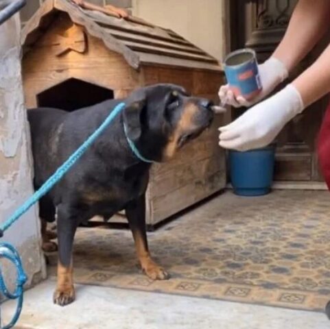 Salvati cani lasciati soli nella “casa della donna abbandonata” (VIDEO)