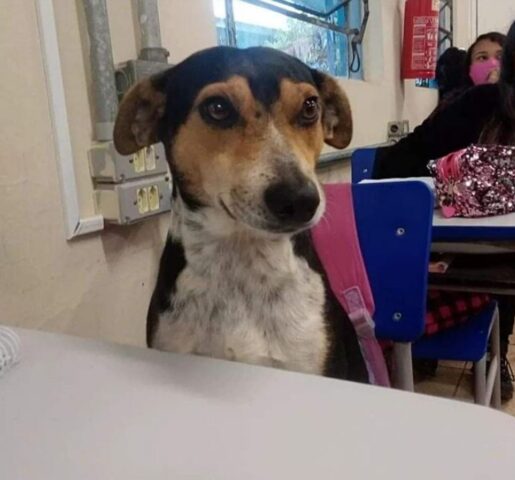 Un cane che segue la lezione come un perfetto studente: conosciamolo!