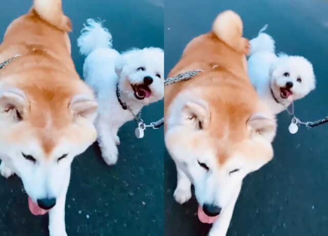 Gaku e Rowan, due cani Shiba Inu e Bichon Frisé amici inseparabili (VIDEO)