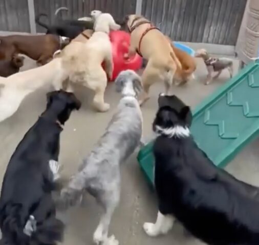 Un gruppo di cani impazzisce di gioia non appena vede il giocattolo nuovo (VIDEO)