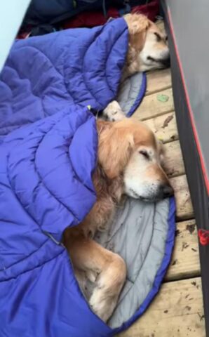 I cagnolini che dormono in una tenda da campeggio sono la cosa più tenera che vedrete oggi (VIDEO)