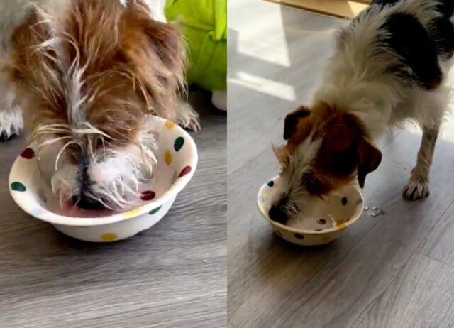 cani mangiano il gelato alla fragola