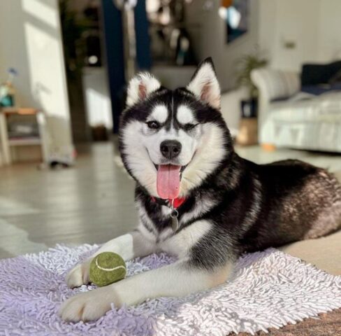 Husky cieco impara a scendere le scale grazie al suo fratellone