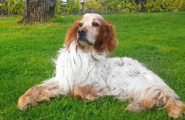 Castel del Piano, Spino è ancora lì fuori, i proprietari non mollano e sono alla costante ricerca del cane Breton