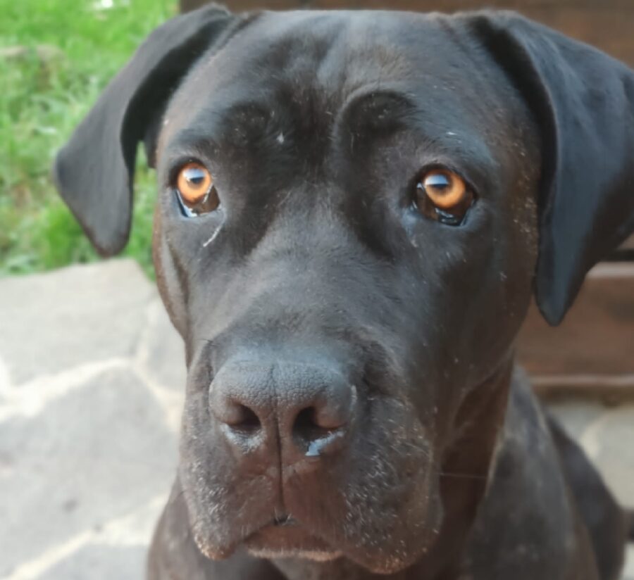 cane corso nome sirya 