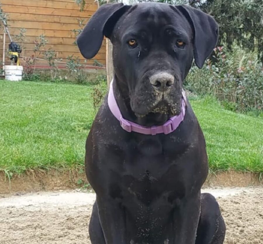 cane corso muso sporco di sabbia 