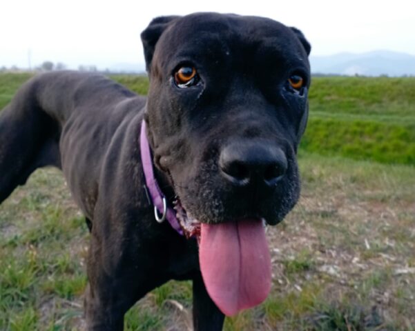 Collesalvetti, dopo mesi di attesa e ricerche, la cagnolina Corso di nome Sirya risulta ancora smarrita