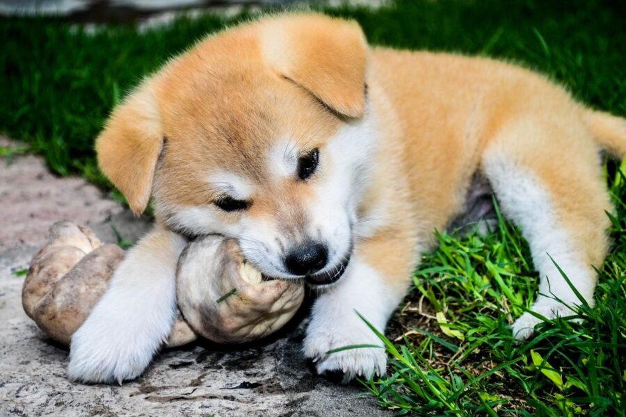 come educare un cane Akita Inu