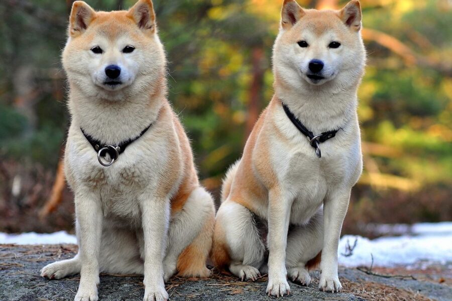 due esemplari di Akita Inu 