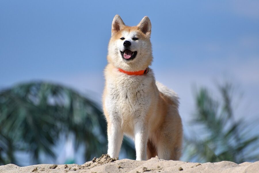 come educare un cane Akita Inu