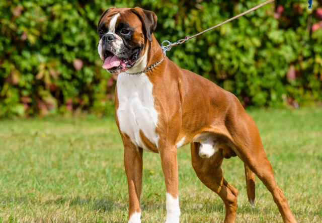 5 cose utili per passeggiare con il Boxer, provate non le abbandoni più