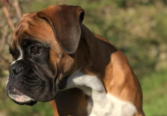 5 cucce per i cane Boxer, le più confotevoli per un dormiglione