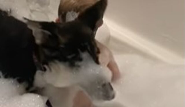 La cucciola Pastore tedesco Willow adora fare il bagnetto con il fratellino umano (VIDEO)