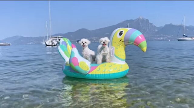 Cuccioli di Maltese nuotano per la prima volta (VIDEO)