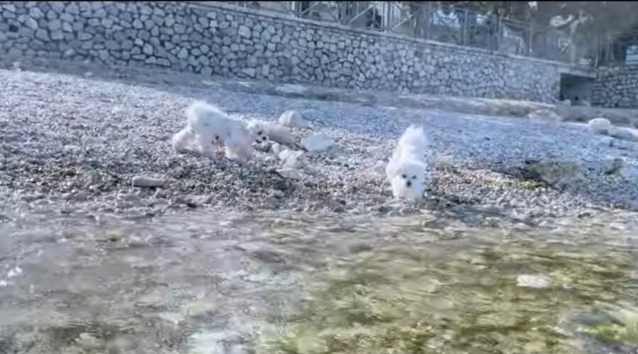 video di cuccioli di maltese
