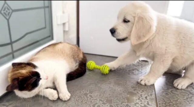 Cucciolo di Golden Retriever incontra un gattino per la prima volta (VIDEO)