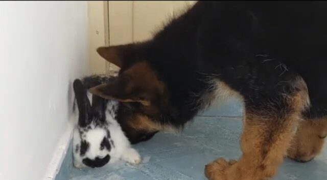 Cucciolo di pastore tedesco incontra un coniglietto per la prima volta (VIDEO)