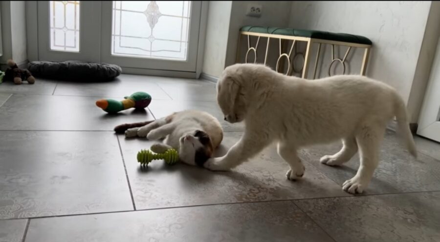 cucciolo di golden retriever e gatto