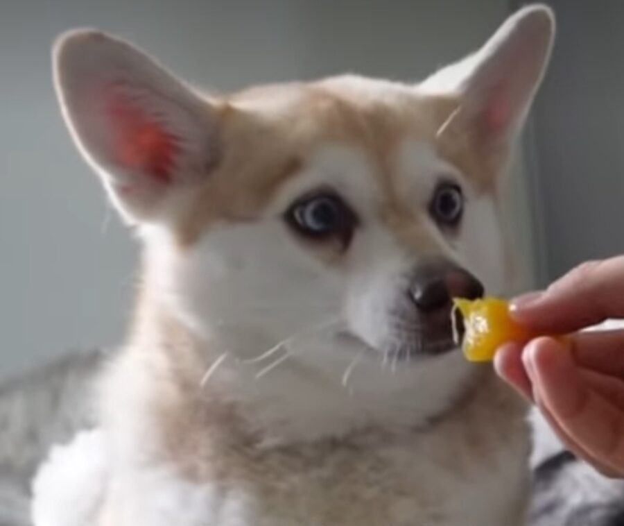 cucciolo mangia mango per la prima volta