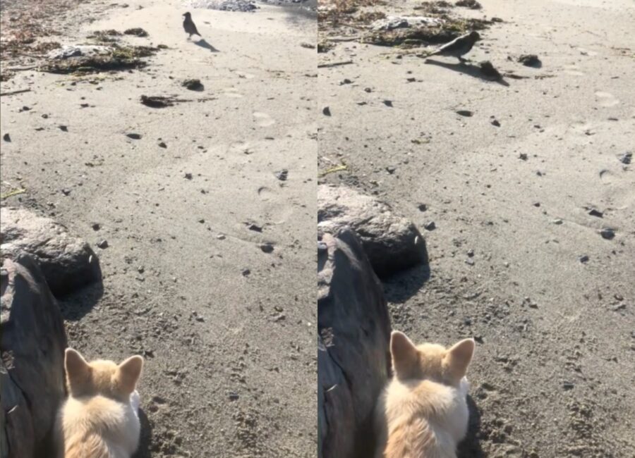cucciolo di corgi incontra un corvo