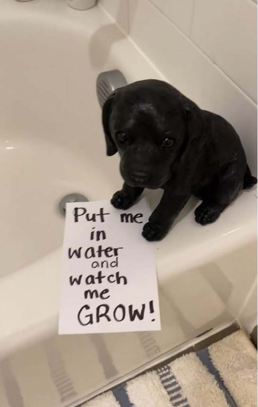 cucciolo in acqua