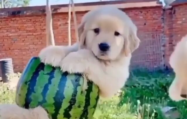 Il cucciolo di Golden Retriever si diverte nella sua altalena creata a partire da un’anguria (VIDEO)