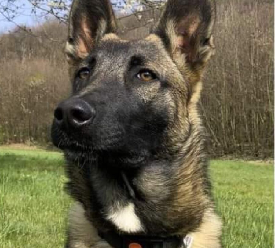 cagnolino indossa collare nero rosso