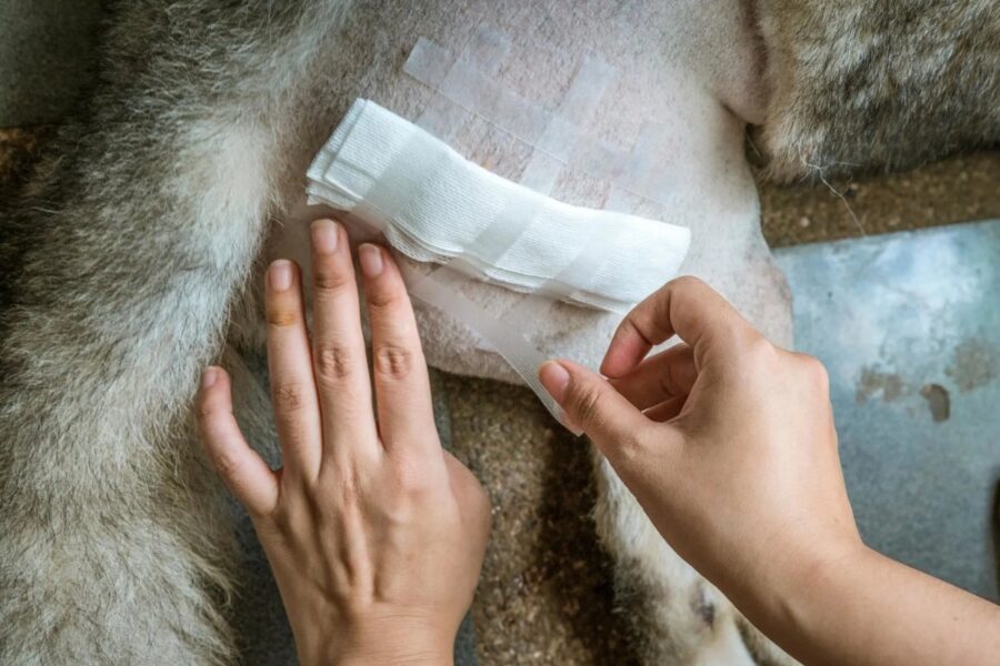 come disinfettare una ferita al cane