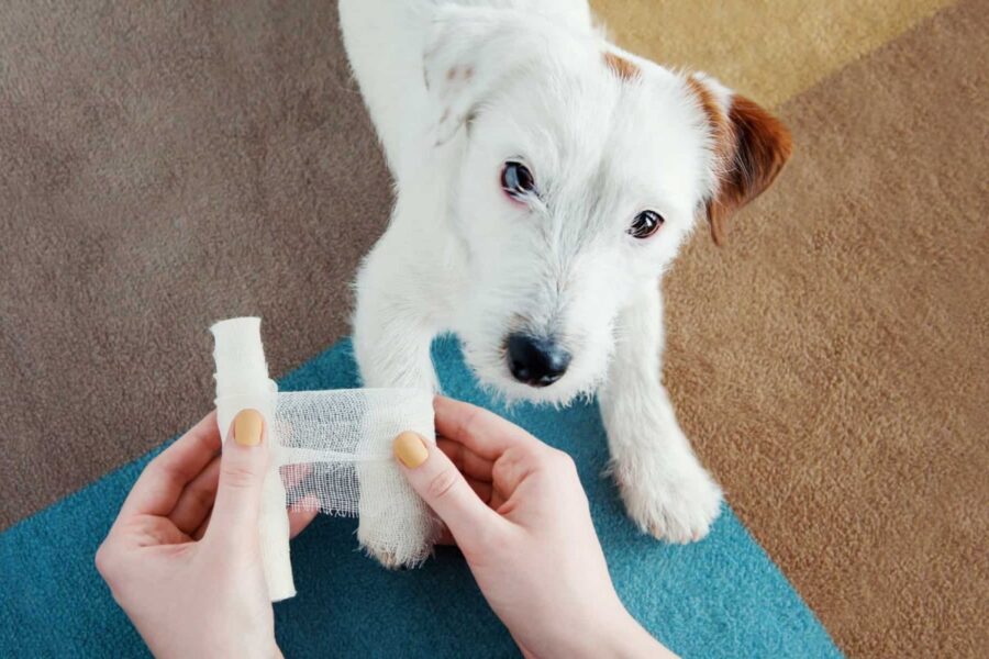 disinfettare la ferita di un cane